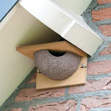 CJ Wildlife - House Martin Single Right Nest (Ply Back)